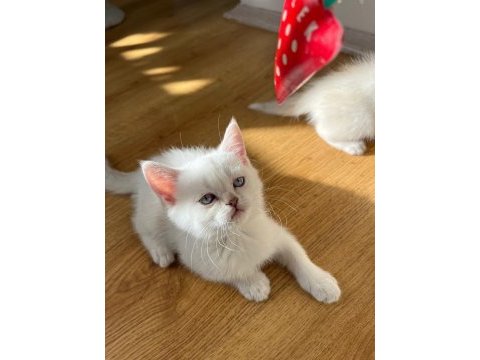 2 aylık british shorthair