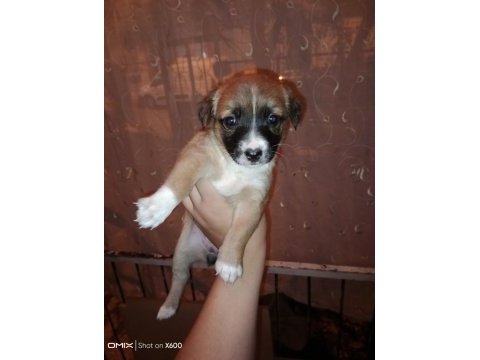 Corgi / jack russell