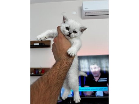 Oyuncu tatlı kedimiz ilanda