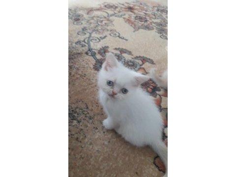 British shorthair 55 günlük yavrmuz sahiplendirelecek