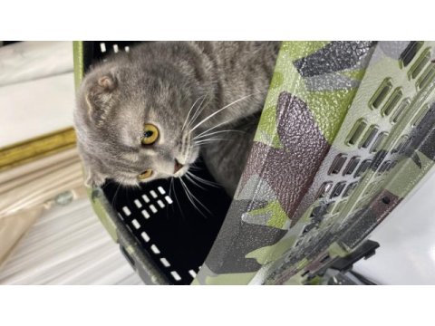 Scottish fold oğlumuza yuva arıyoruz
