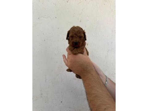 Mükemmel sağlıklı toy poodle yavruları dişi erkek