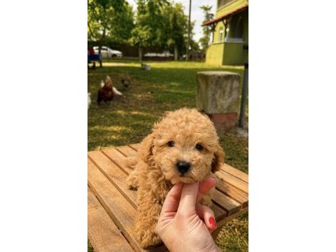 Maltipoo üst düzey erkek yavrumuz