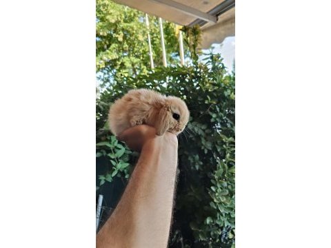Orjinal cüce ve mini lop tavşanlarımız netherland dwarf