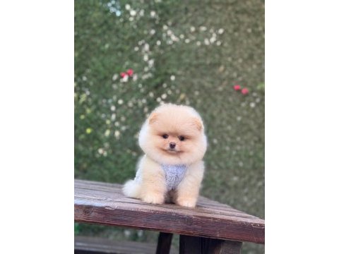 Sağlık ve ırk garantili pomeranian köpeği