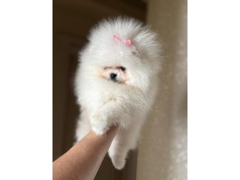 Baby sürat efsane dişi pomeranian