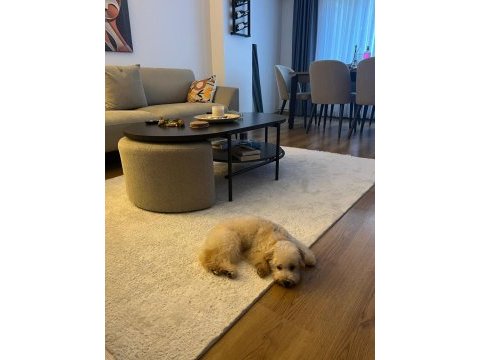 Maltipoo yavrumuza yeni yuva