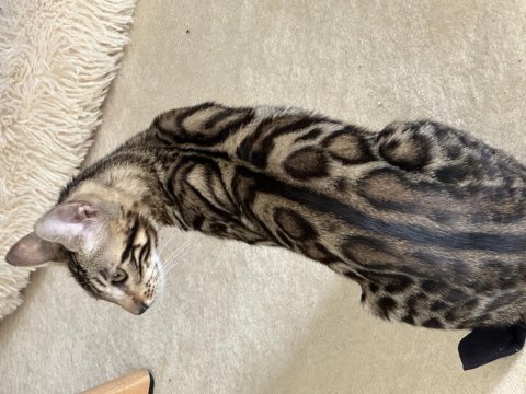 Silver bengal show class