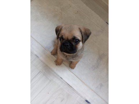 Kendi pug yavrumuz acil