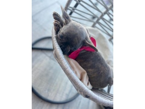 Tiger renk mükemmel görsel french bulldog