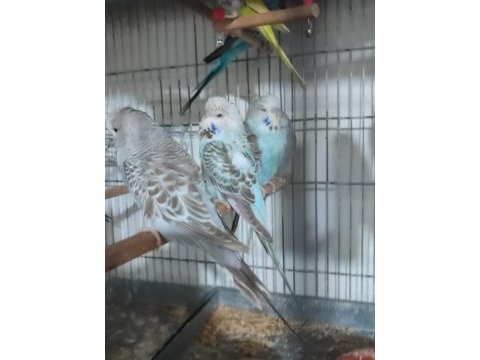 Jumbo ve show muhabbet kuşlar