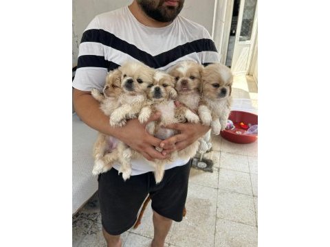 İmperyum pekinez yavrularımız