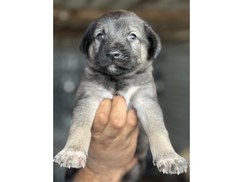 Altın kız kangal yavrusu sahnede