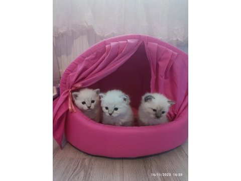 2 aylık yavru british shorthair siyam kırması