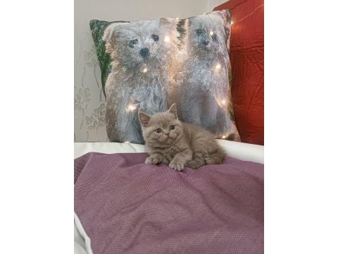British shorthair lilac yavrumuz