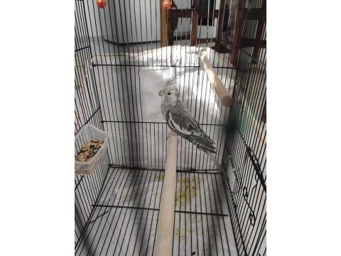 Grey sultan papağanı