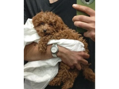 Teacup poodle kendi yavrum