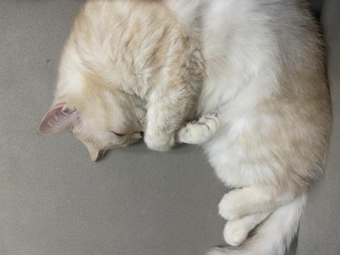 2.5 yaşında çok sakin kısır ve çipli british shorthair