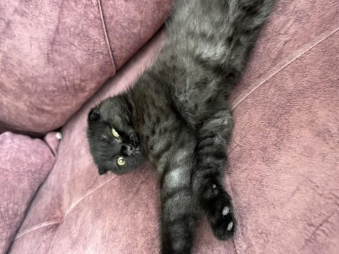 Scottish fold kedisi sahiplendirme