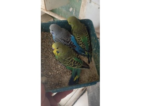 Sağlıklı jumbo yavru muhabbet kuşları