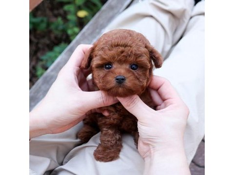 Toy poodle bebeklerim