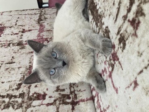 Blue point kedimiz 13 aylık erkek tuvalet eğitimi vardır