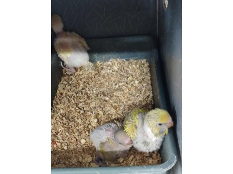 Yavru show muhabbet kuşları