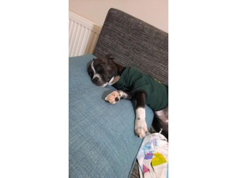 Gece french bulldog kırması köpeğime yuva arıyorum