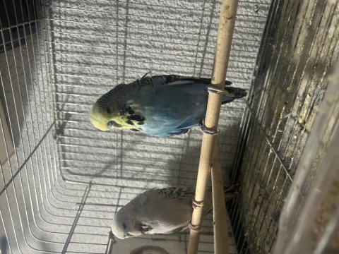 Hazır jumbo muhabbet kuşu takımlar