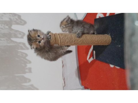 British longhair golden black yavru