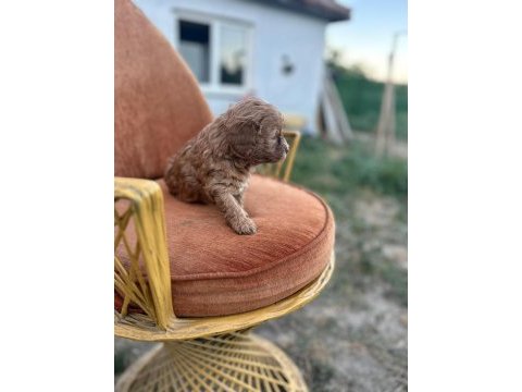 Maltipoo bebekler yeni yuvalarını arıyor