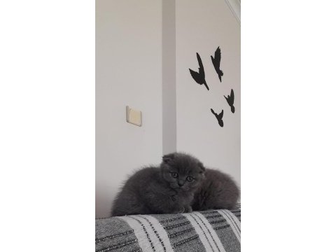 Denizli scottish fold yavrularım