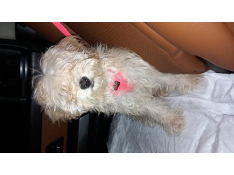 Mia ya yuva arıyoruz maltipoo