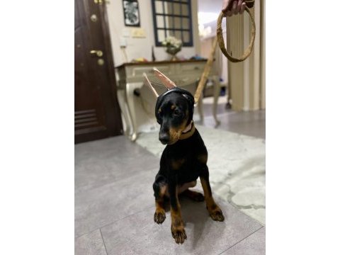 3.5 aylık dişi doberman yavrumuz