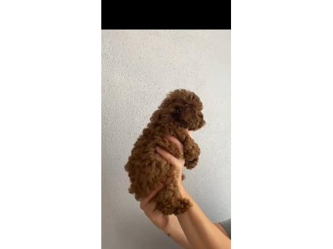 Oyuncu poodle bebeğim ailesini bekliyor