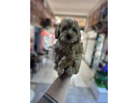 Aşılı orjinal maltipoo