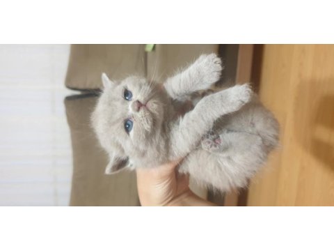Scottish british shorthair tatlı kediler