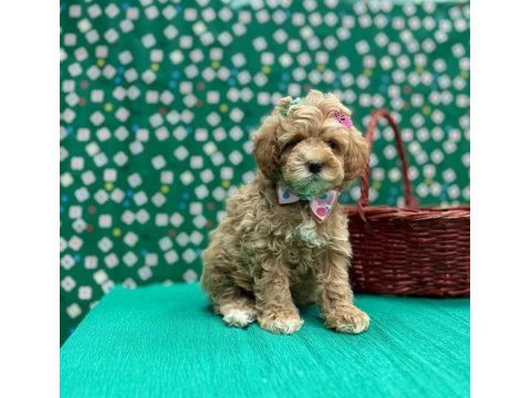 Mini tüy dökmez maltipoo yavrular 