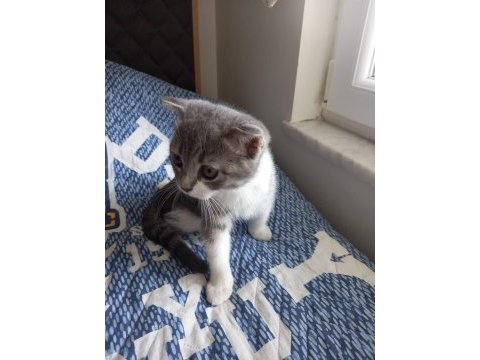 3 aylık british shorthair (aşılı ve eğitimli)