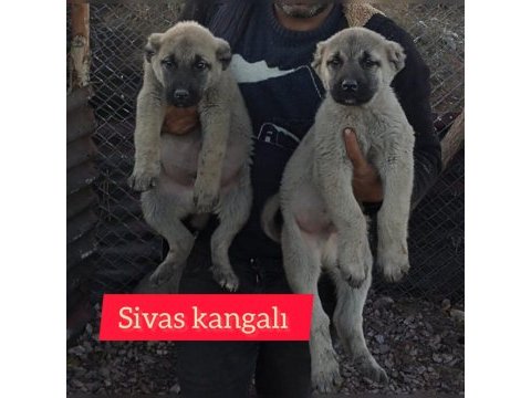 Kangal köpeği yavruları