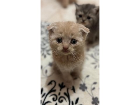 Safkan scottish fold bebekler