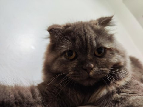 Scottish fold kedime acil yuva aranıyor