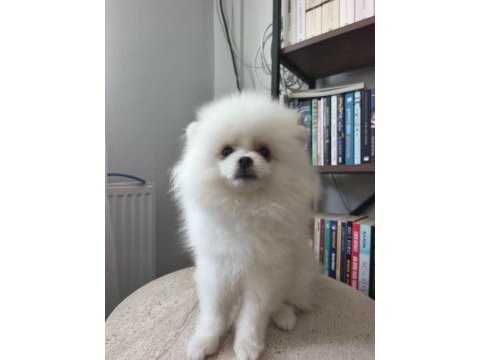 Pomeranian boo yavrularımız