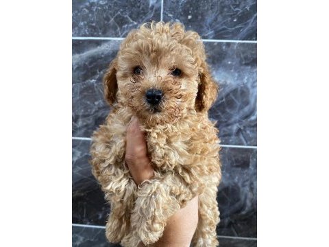 Orjinal maltipoo yavrular