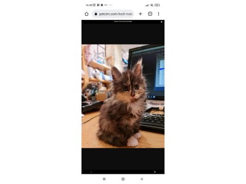 Safkan maine coon yavrular full şecerelidir