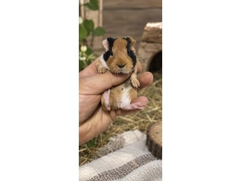 Safkan amerikan tricolor guinea pig bebekler