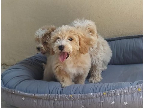 Maltes terrier