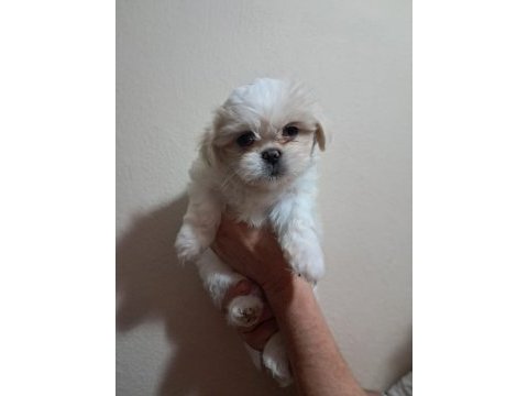 Shih tzu 2 aylık şitsu yavrularımız sahiplendirilecektir
