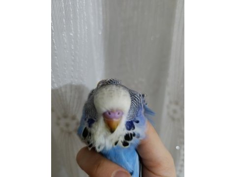 Jumbo muhabbet kuşu yavruları