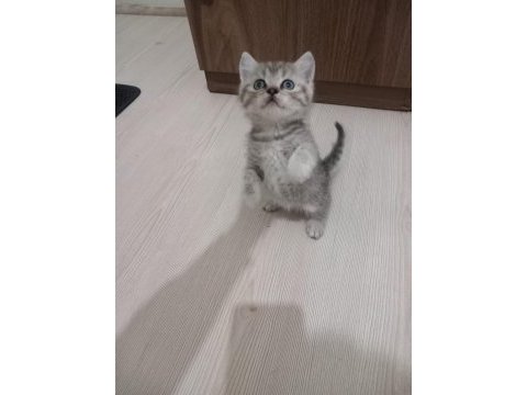2 aylık british shorthair erkek ve dişi